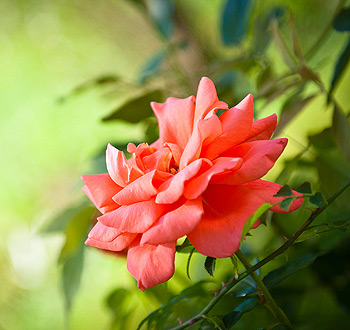 云呼网页版免费试用