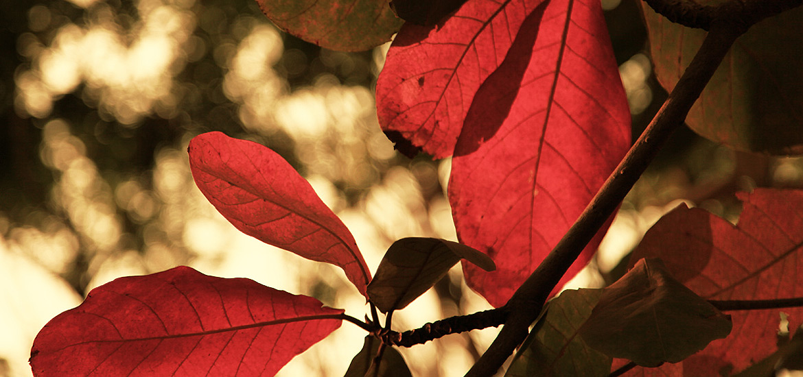 免费短信轰炸机